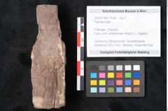 Foto (Objekt + Etikett) von Plantae indet.  (NHMW-GEO-2024-0188-11528)